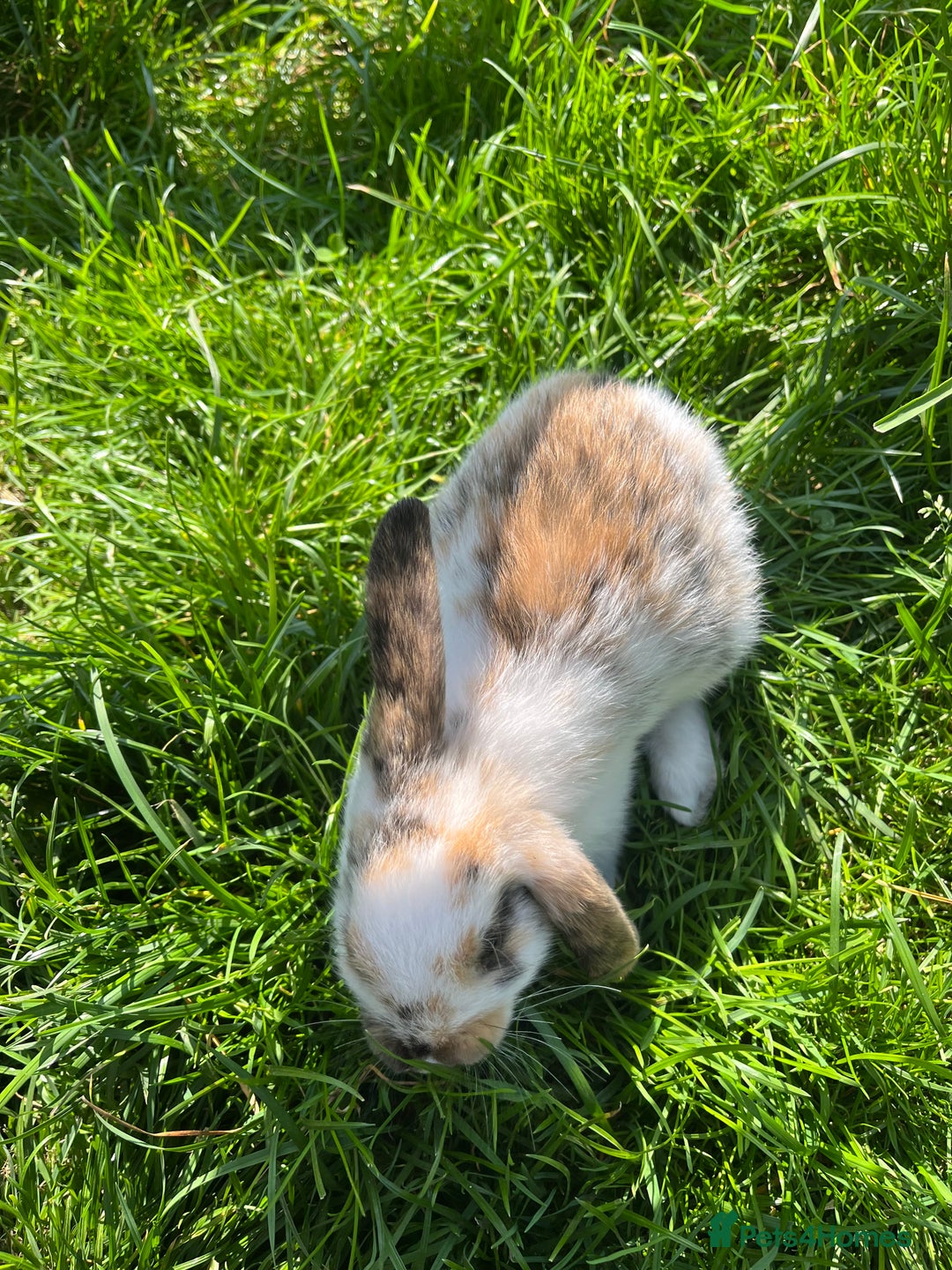 French Lop rabbits for sale: Beautiful Lop bunnies  - Image 5