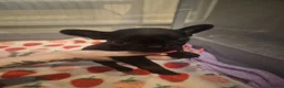 French Bulldog dogs for sale: Puppies  in Salford - Advert 9