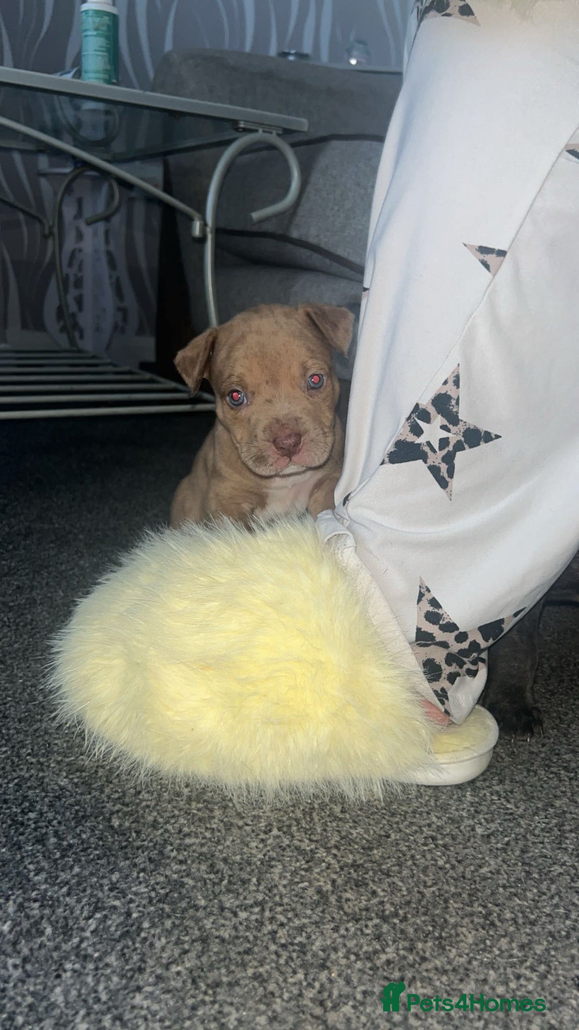 Staffordshire Bull Terrier dogs 3/4 Staffy 1/4 pocket bully - Advert 1