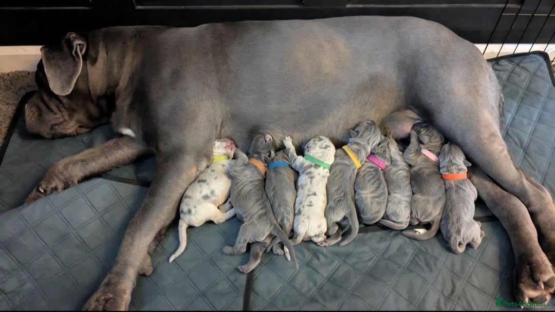 Cane Corso dogs for stud: ‼️CANE CORSO STUD‼️ - Advert 7