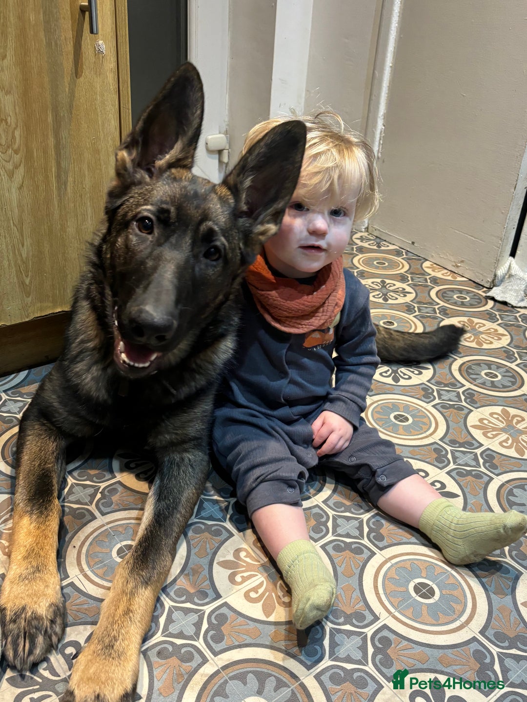 German Shepherd dogs for sale: German Shepard  - Advert 8