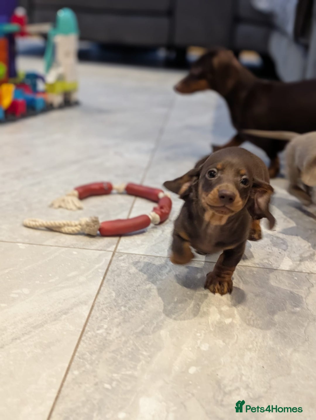 Miniature Dachshund dogs for sale: Adorable little of miniature daschunds  - Advert 38