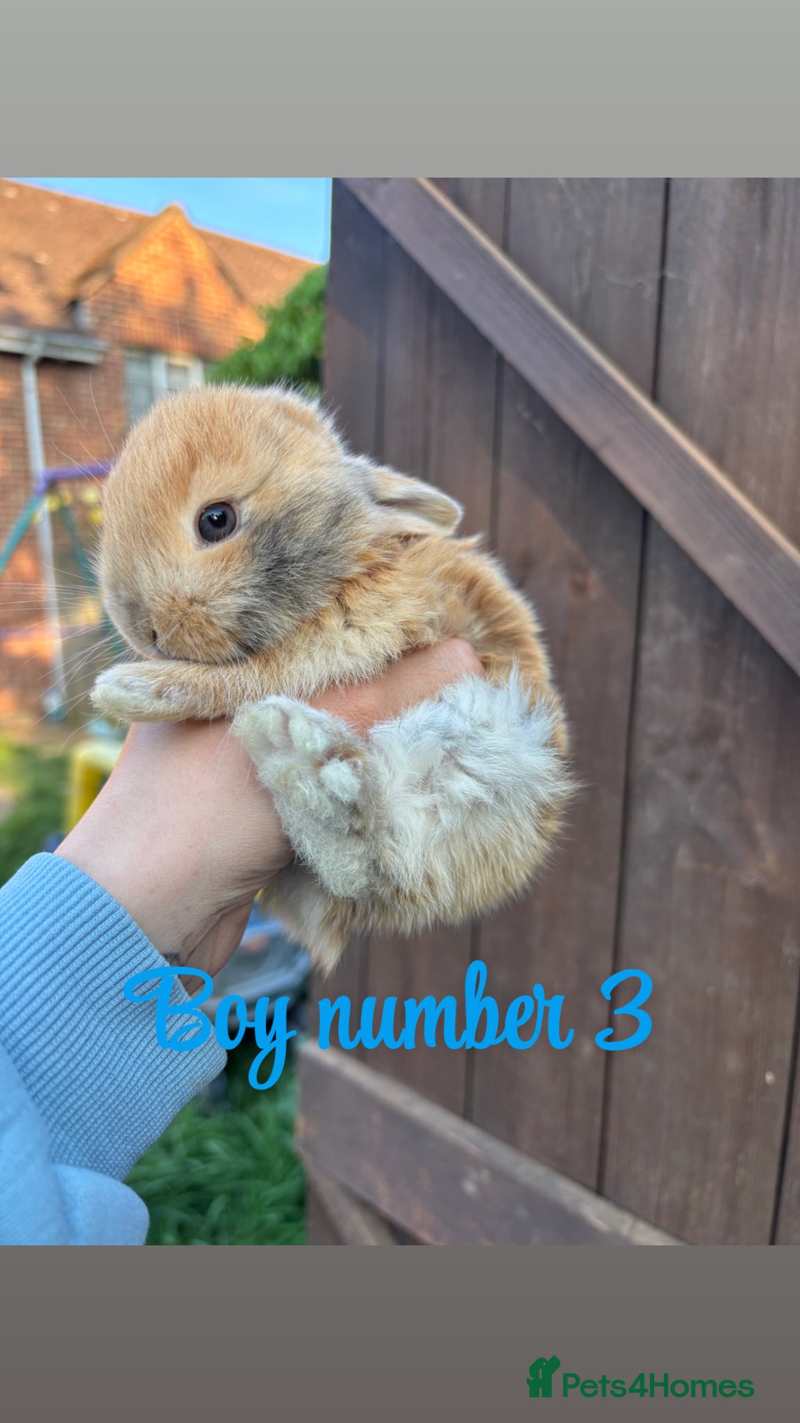 Mini Lop rabbits Mini lop babies - Advert 19