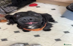 Cocker Spaniel dogs for sale: KC Reg Female Cocker Spaniel - Image 3