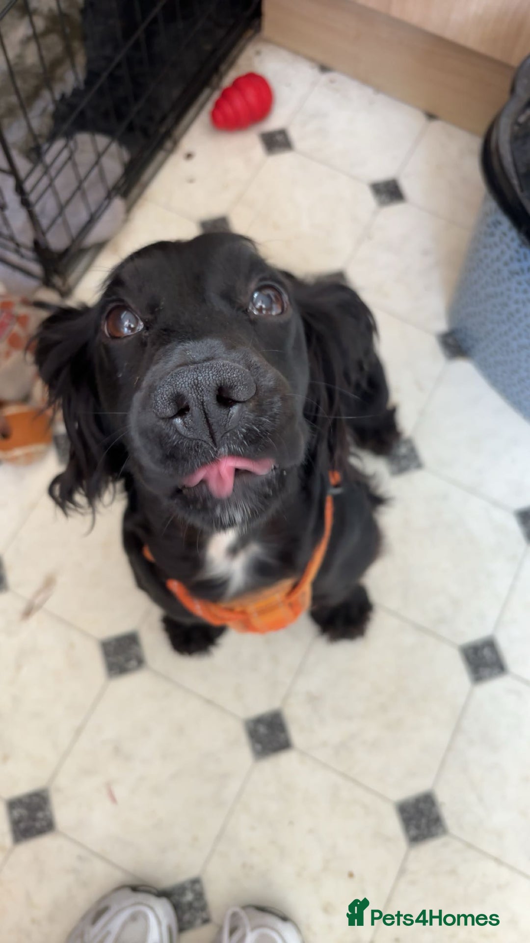 Cocker Spaniel dogs for sale: KC Reg Female Cocker Spaniel - Image 3