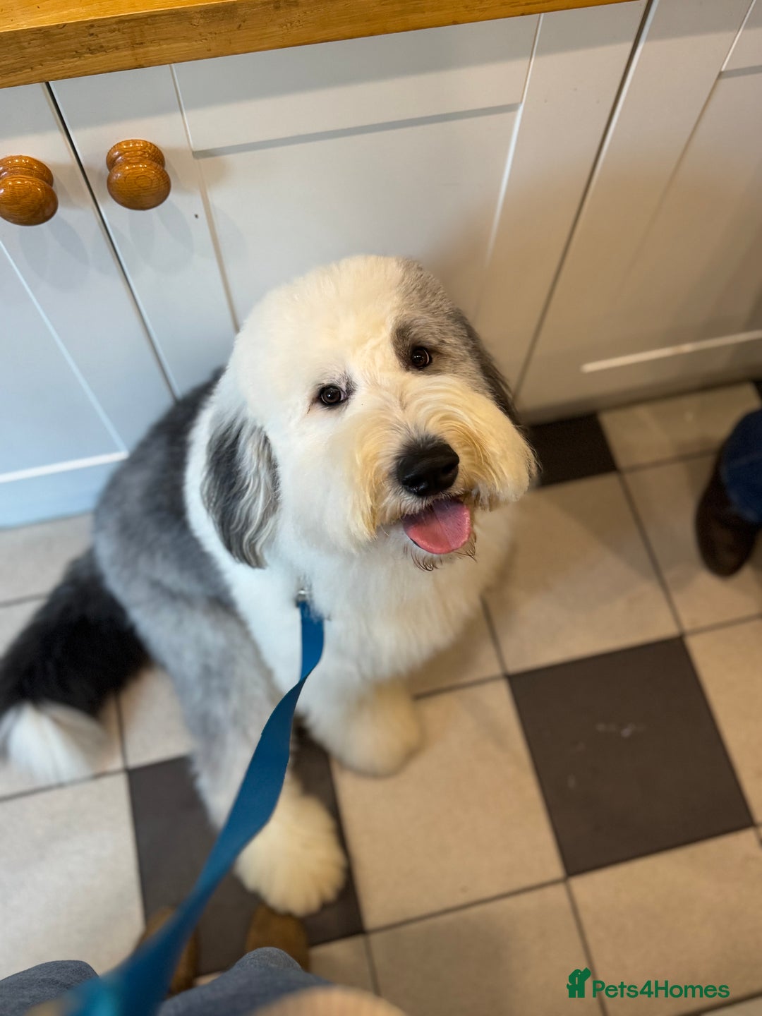 Old English Sheepdog dogs for stud: Handsome herbie for stud 🐾 - Advert 1
