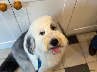 Old English Sheepdog dogs - Advert 16