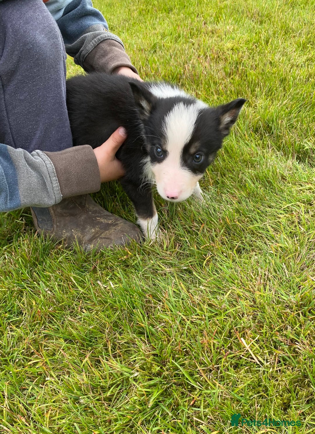 Border Collie dogs for sale: Farm bred border collie pups for sale - Image 4