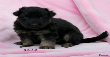 German Shepherd dogs - Advert 4