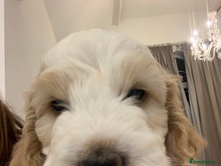 Cockapoo dogs Beautiful F1 Cockapoo Puppies - Advert 6