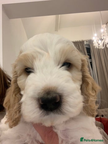 Cockapoo dogs Beautiful F1 Cockapoo Puppies - Advert 1