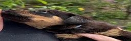 Rottweiler dogs for sale: 8 Rottweiler Pups (ONLY 2 LEFT) - Advert 23