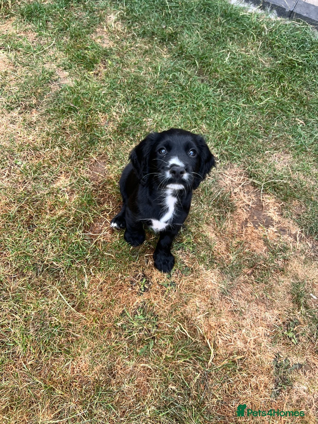 Sprocker dogs for sale: Sprocker spaniel puppies - Advert 2
