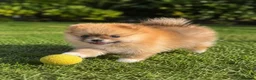 Pomeranian dogs for sale: 🐾 Beautiful Pomeranian Puppy 🐾 in Twickenham - Advert 3