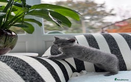 British Shorthair cats for sale: British Shorthair Kittens  - Image 16