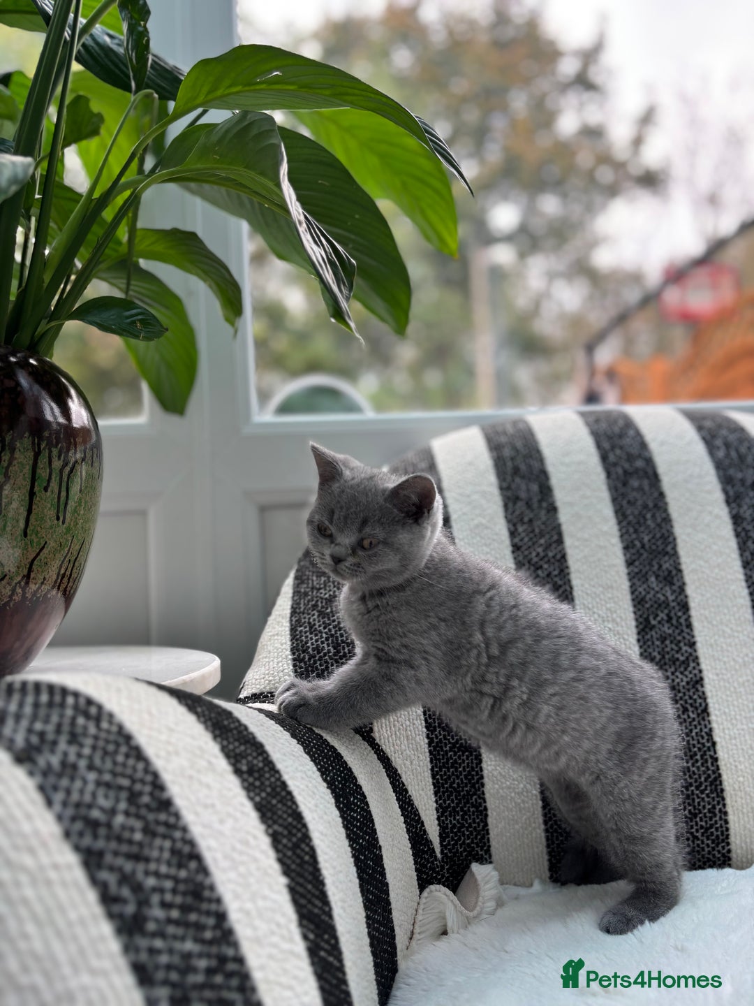 British Shorthair cats for sale: British Shorthair Kittens  - Image 16