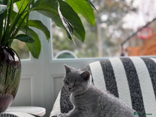 British Shorthair cats British Shorthair Kittens - Advert 8