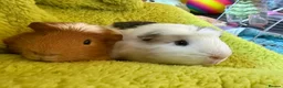 Guinea Pig rodents for sale: 2x bonded Male Guinea pigs  - Advert 1