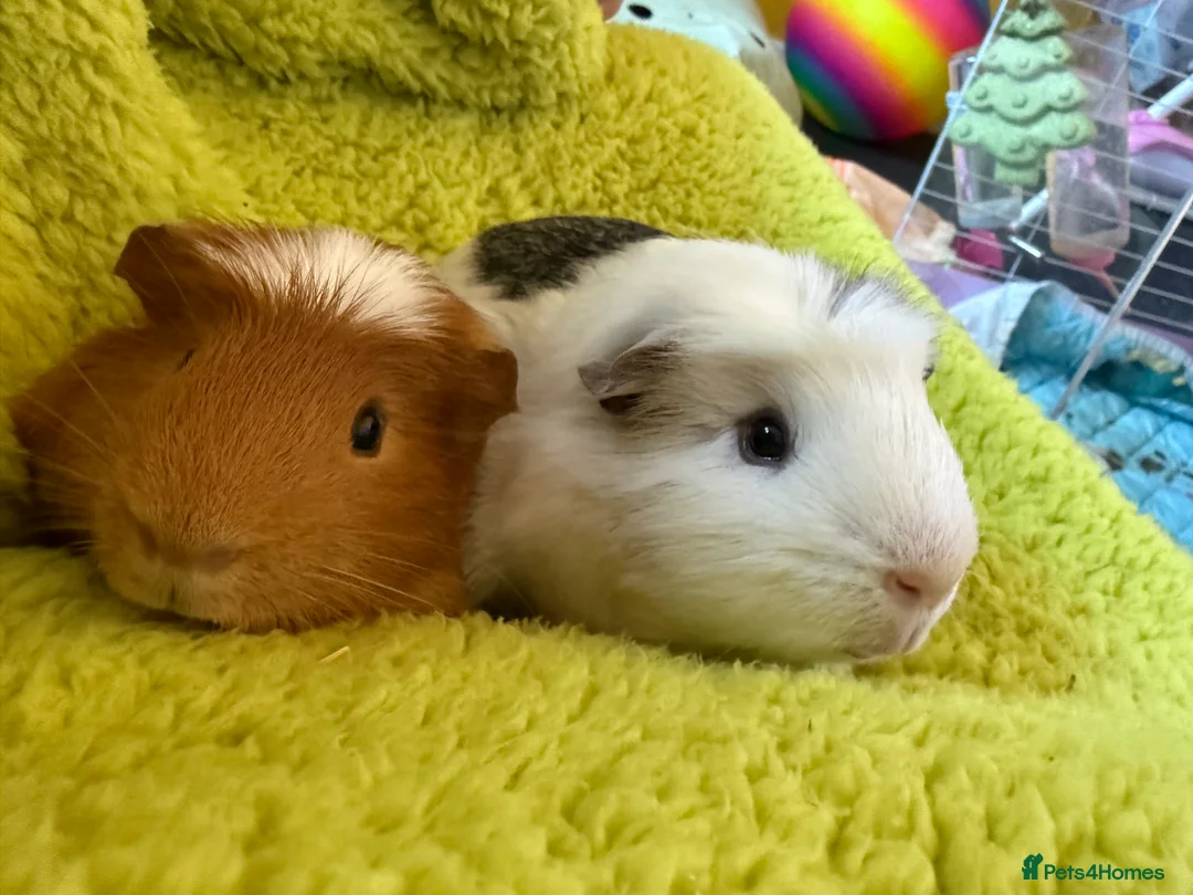 Guinea Pig rodents for sale: 2x bonded Male Guinea pigs  - Advert 1