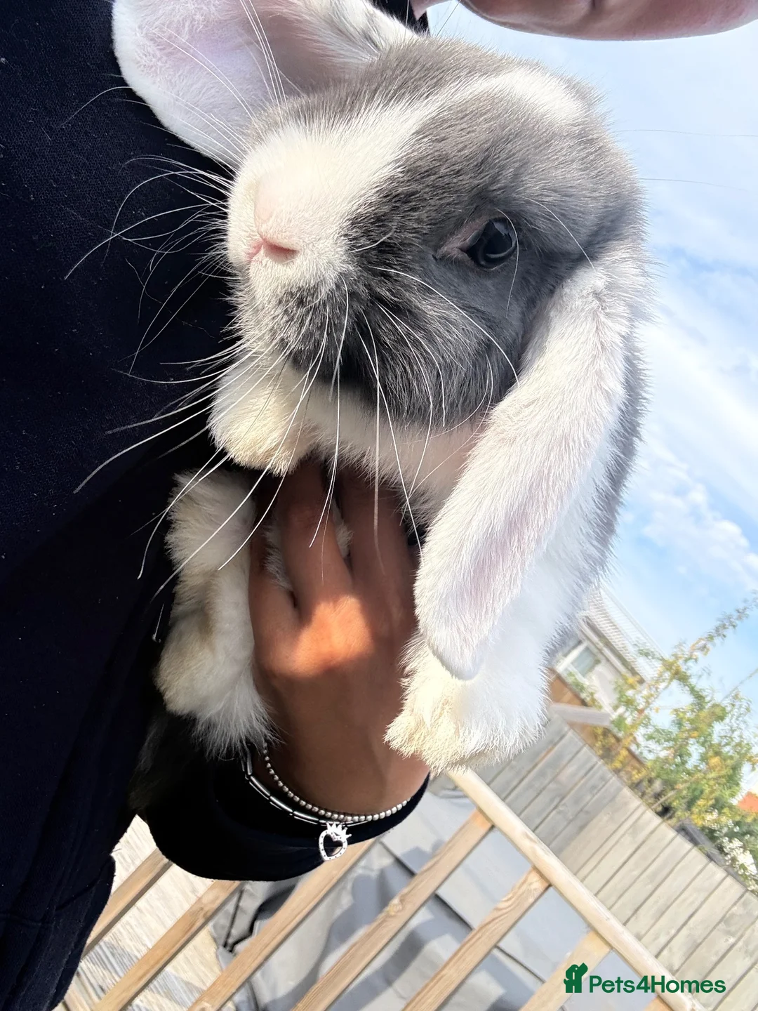 Mini Lop rabbits for sale: Mini lop rabbit/cage/accessories - Advert 1