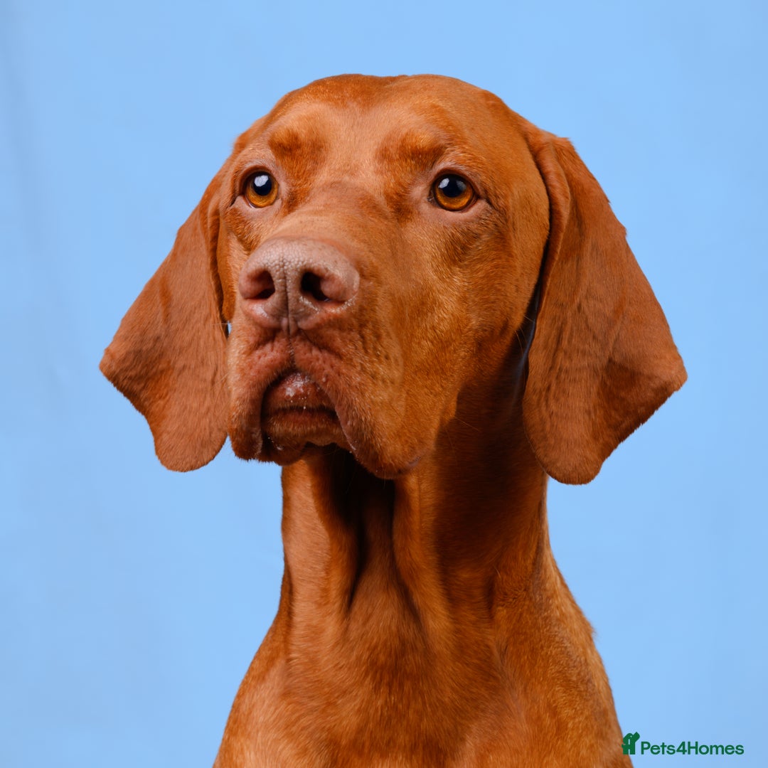 Hungarian Vizsla dogs for stud: Hungarian Vizsla Stud Dog, Very Experienced in Leominster - Advert 4