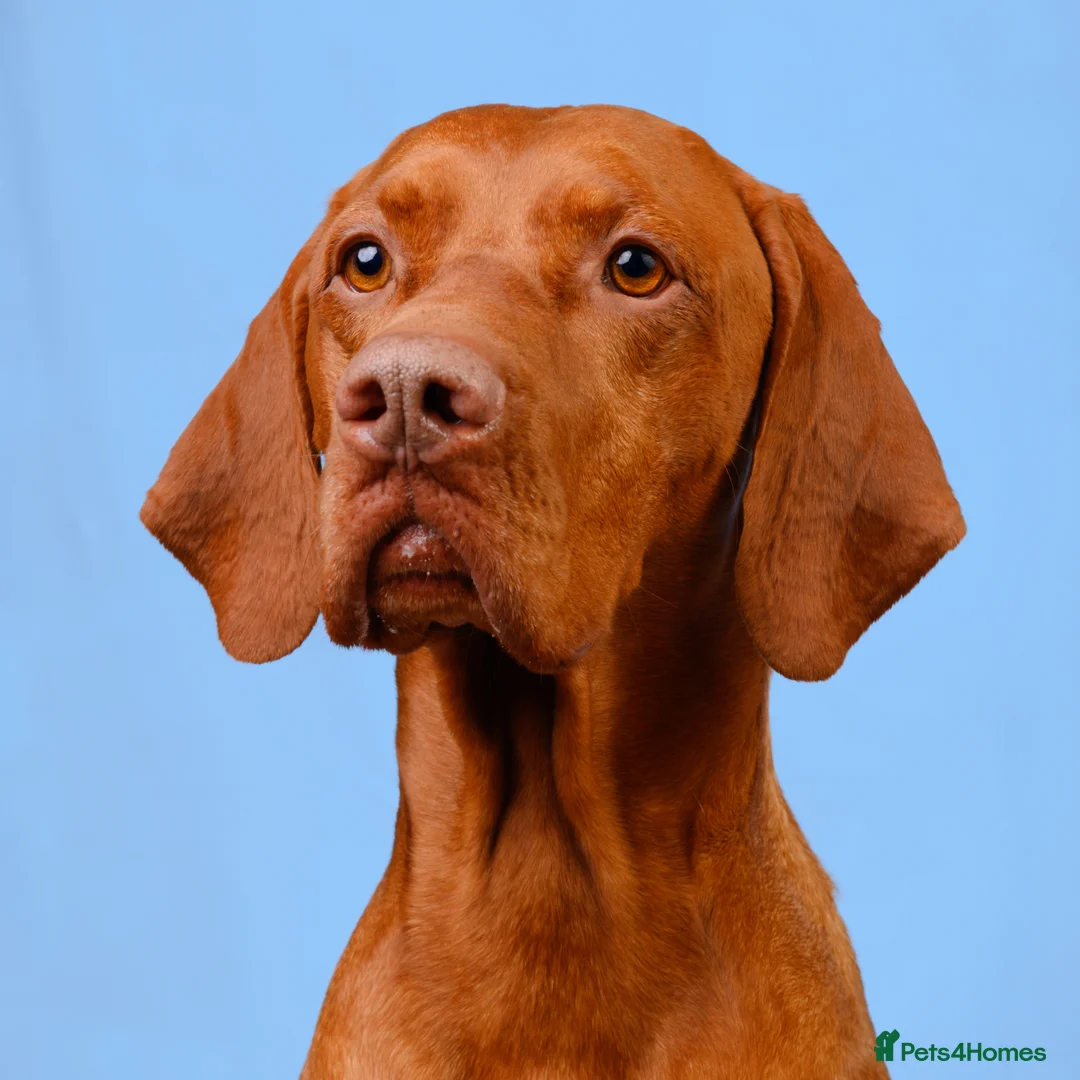 Hungarian Vizsla dogs for stud: Hungarian Vizsla Stud Dog, Very Experienced in Leominster - Advert 4
