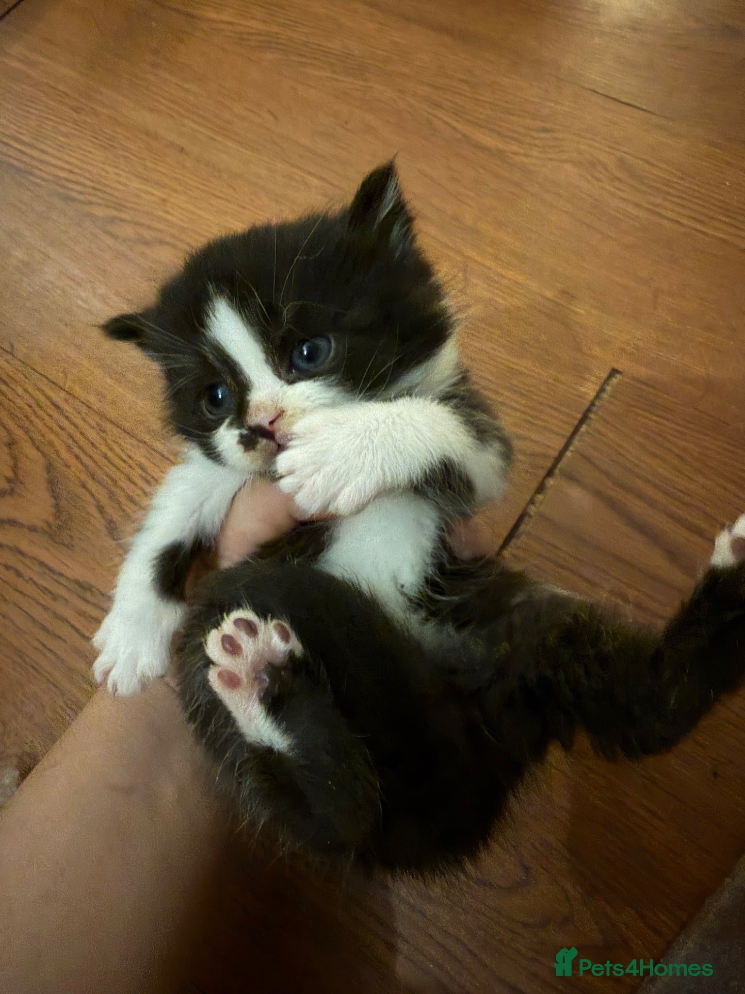 Mixed Breed cats Beautiful Kittens for Sale) - Advert 1