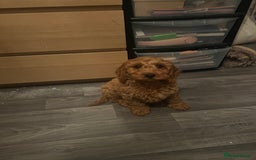 Cockapoo dogs for stud: 1 year old cockapoo for stud - Image 21