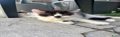 Smudge 