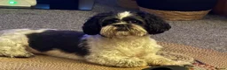 Mixed Breed dogs for sale: Schapso puppies  in Liverpool - Advert 1