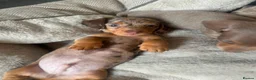 Dachshund dogs for sale: Miniature dachshund  - Advert 11