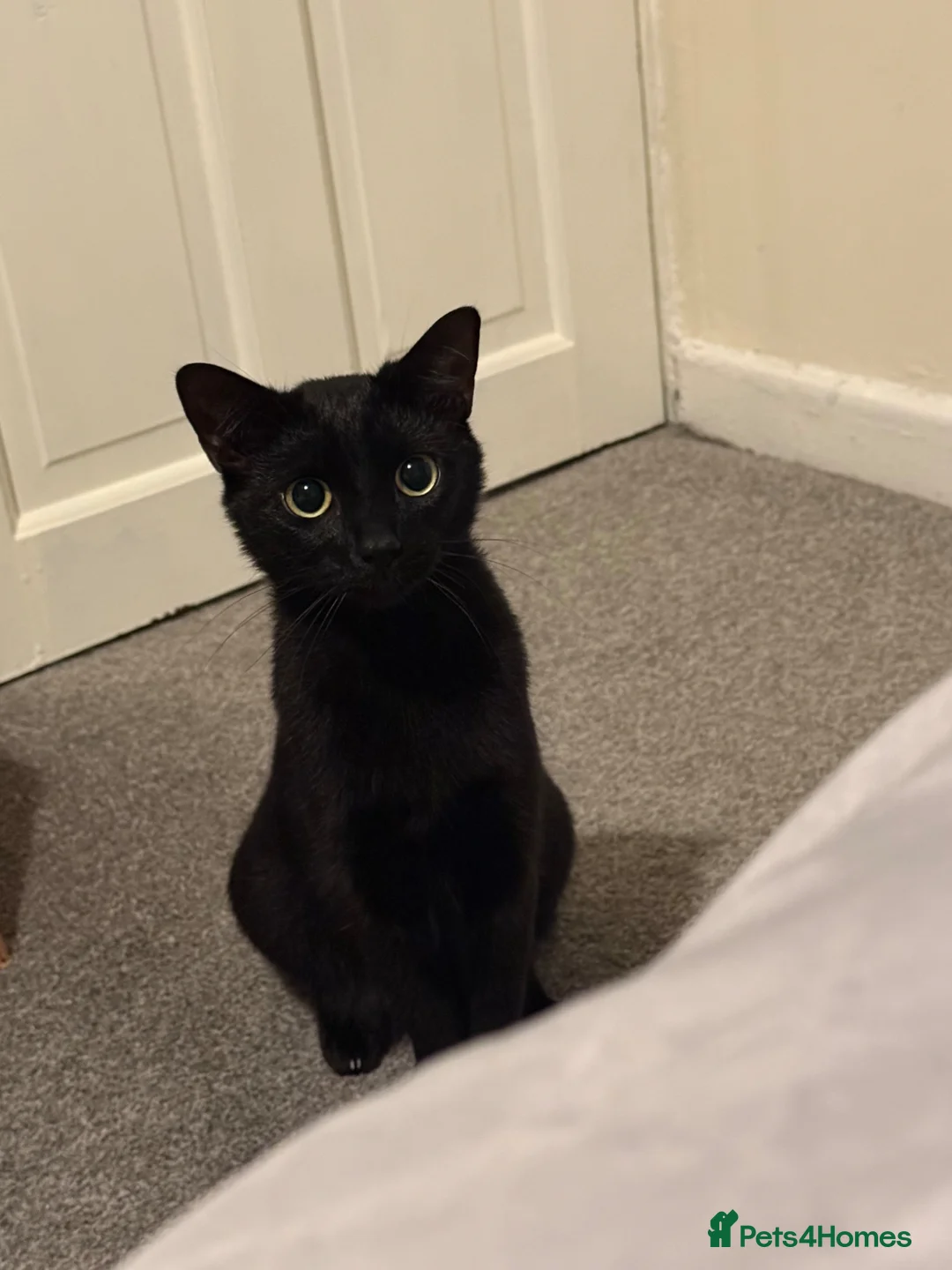 Mixed Breed cats for sale: Kittens - Advert 1