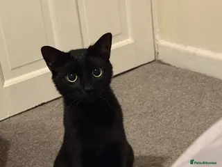 Mixed Breed cats Kittens - Advert 1