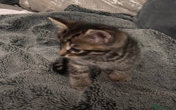 Mixed Breed cats for sale: 7 Gorgeous mixed kittens - Image 10