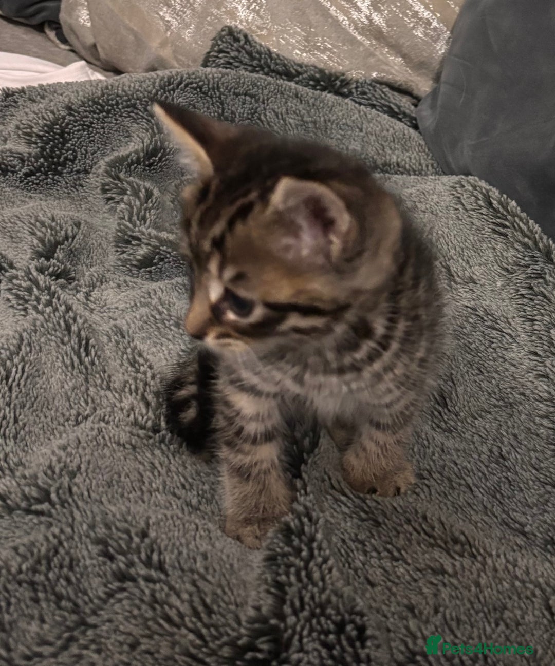 Mixed Breed cats for sale: 7 Gorgeous mixed kittens - Image 10