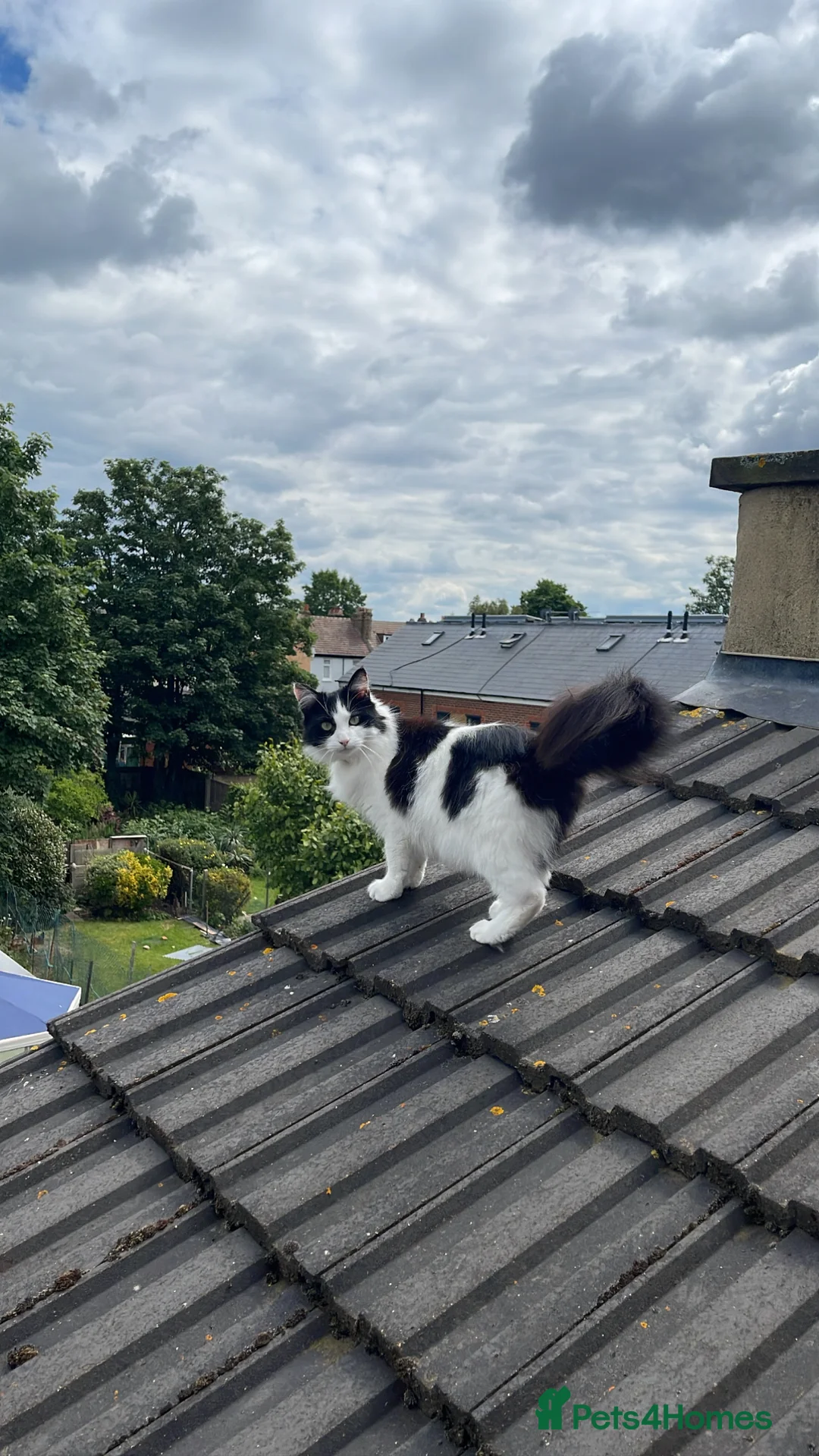 Mixed Breed cats for sale: Beautiful long haired tuxedo needs a home in London - Advert 2