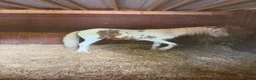 Irish Cob horses for sale: Captain Rusty  in Redditch - Advert 2