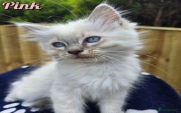 Ragdoll cats for sale: 🤍 STUNNING GCCF REGISTERED RAGDOLL KITTENS 🤍🤍 - Image 9
