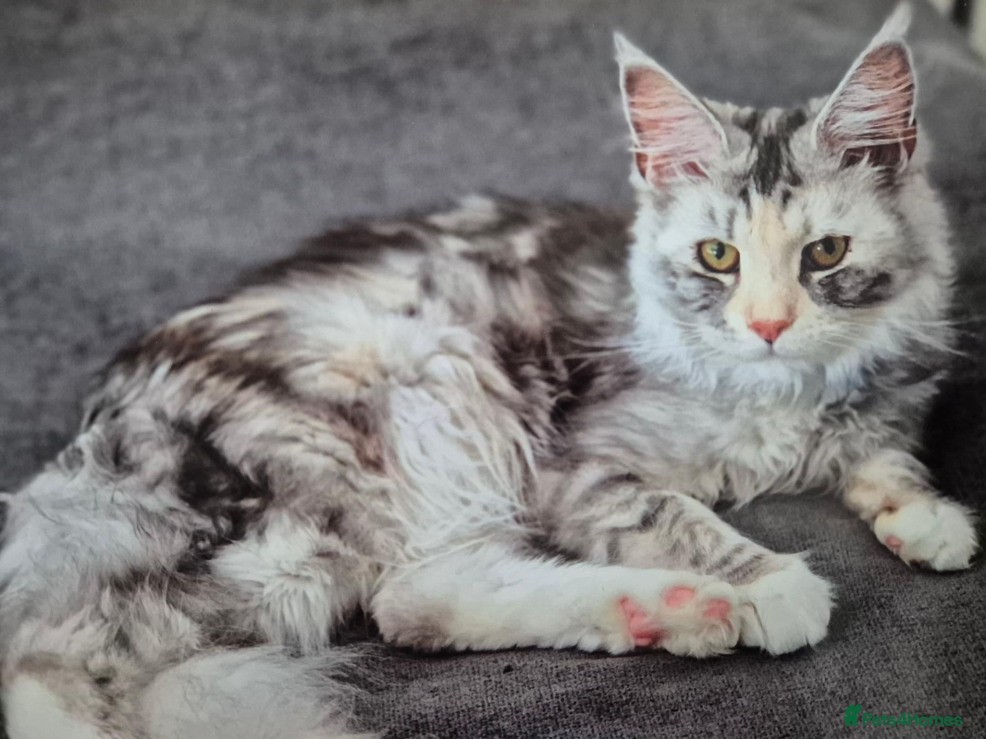 Maine Coon cats for sale: 4 beautuful Maine Coons for new homes - Advert 1
