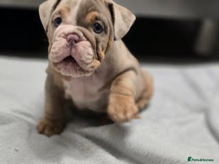 English Bulldog dogs ✨ English Bulldog Puppies Exceptional Bloodlines ✨ - Advert 3