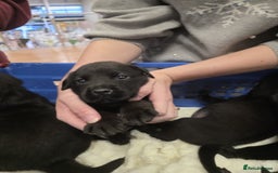 Mixed Breed dogs for sale: German shepherd x Working Labrador puppies  - Advert 12