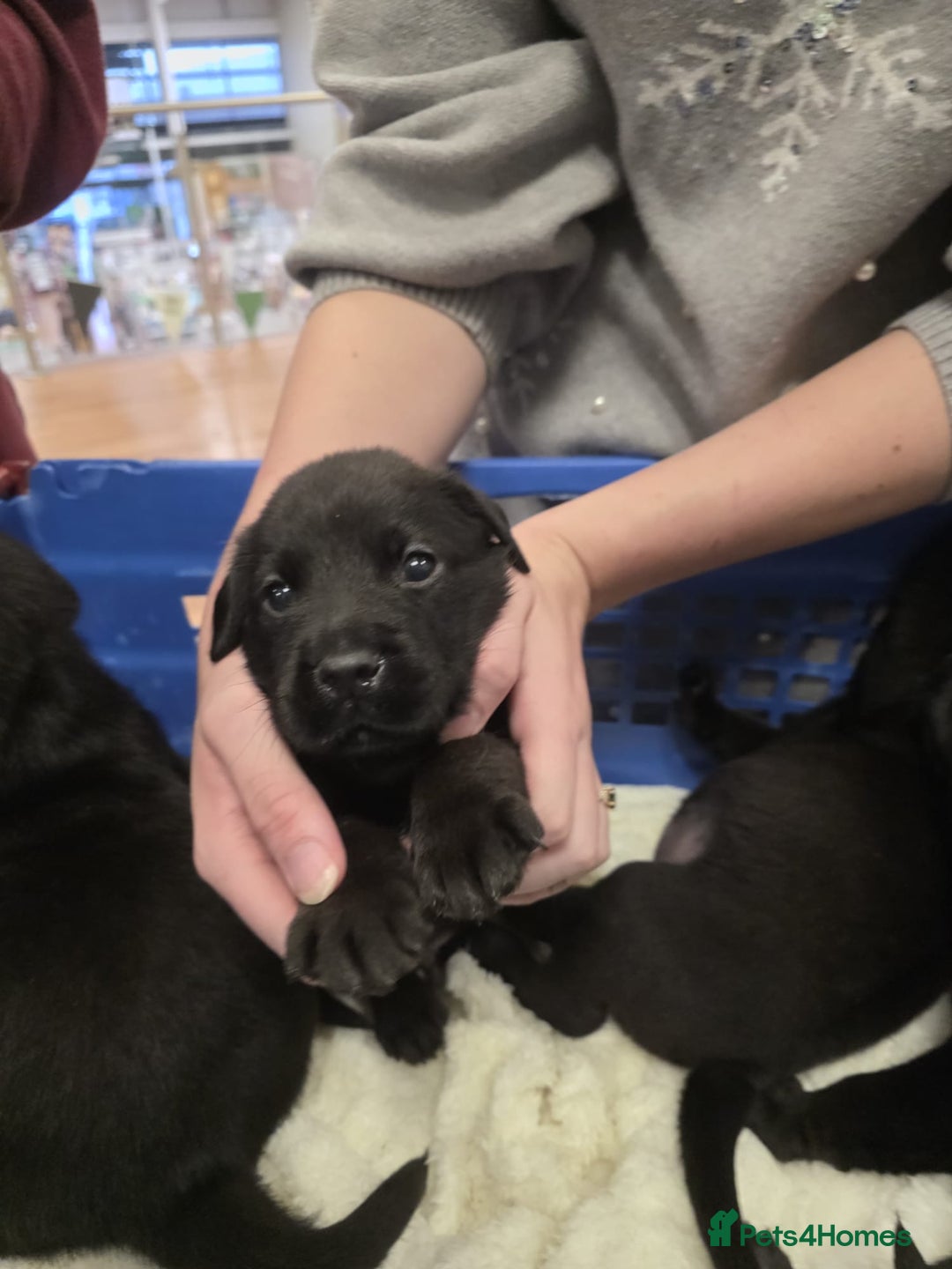 Mixed Breed dogs for sale: German shepherd x Working Labrador puppies  - Advert 12