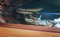 Python Snake reptiles for sale: Leopard Pied Male Royal Python plus full setup - Image 6