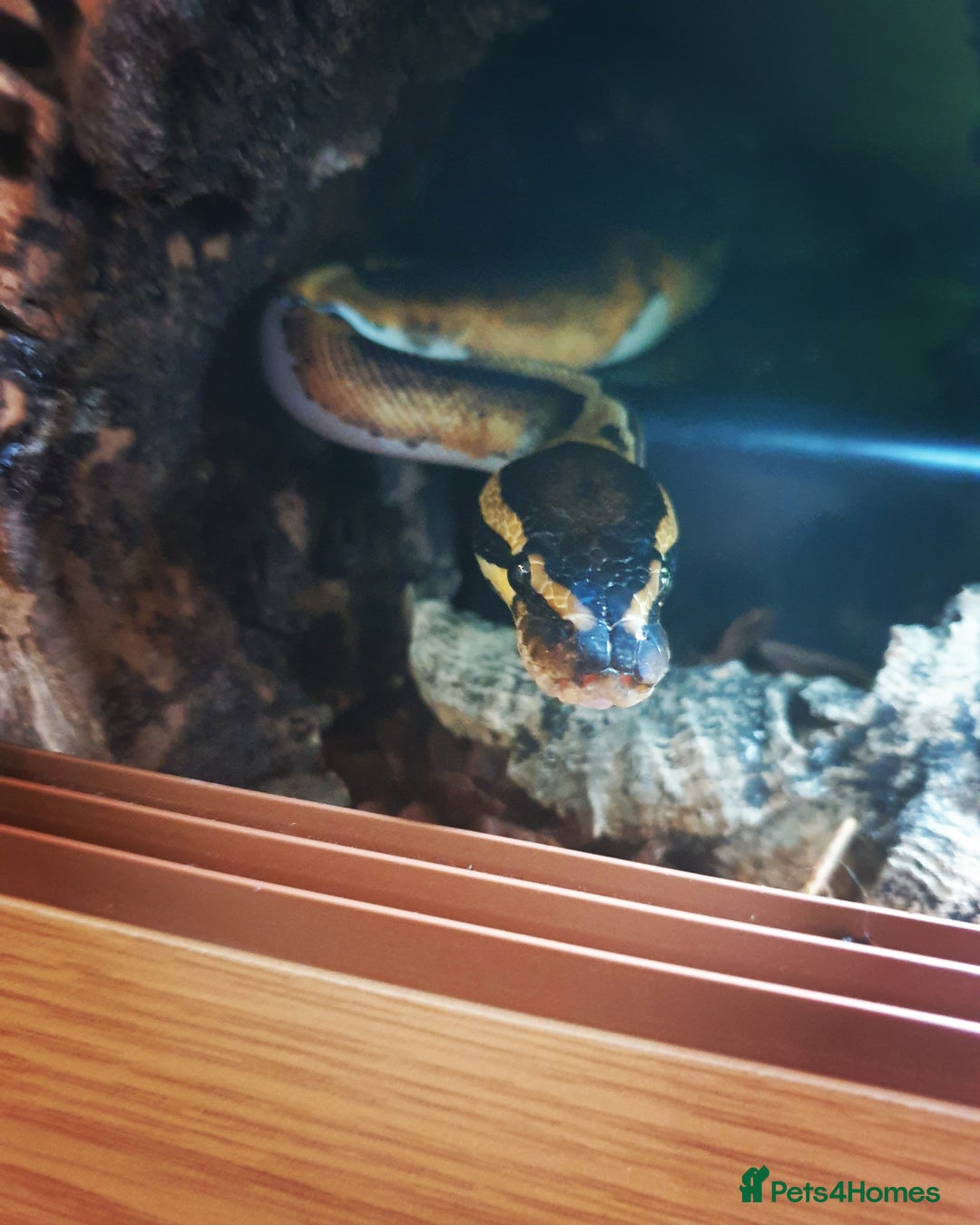 Python Snake reptiles for sale: Leopard Pied Male Royal Python plus full setup - Image 6