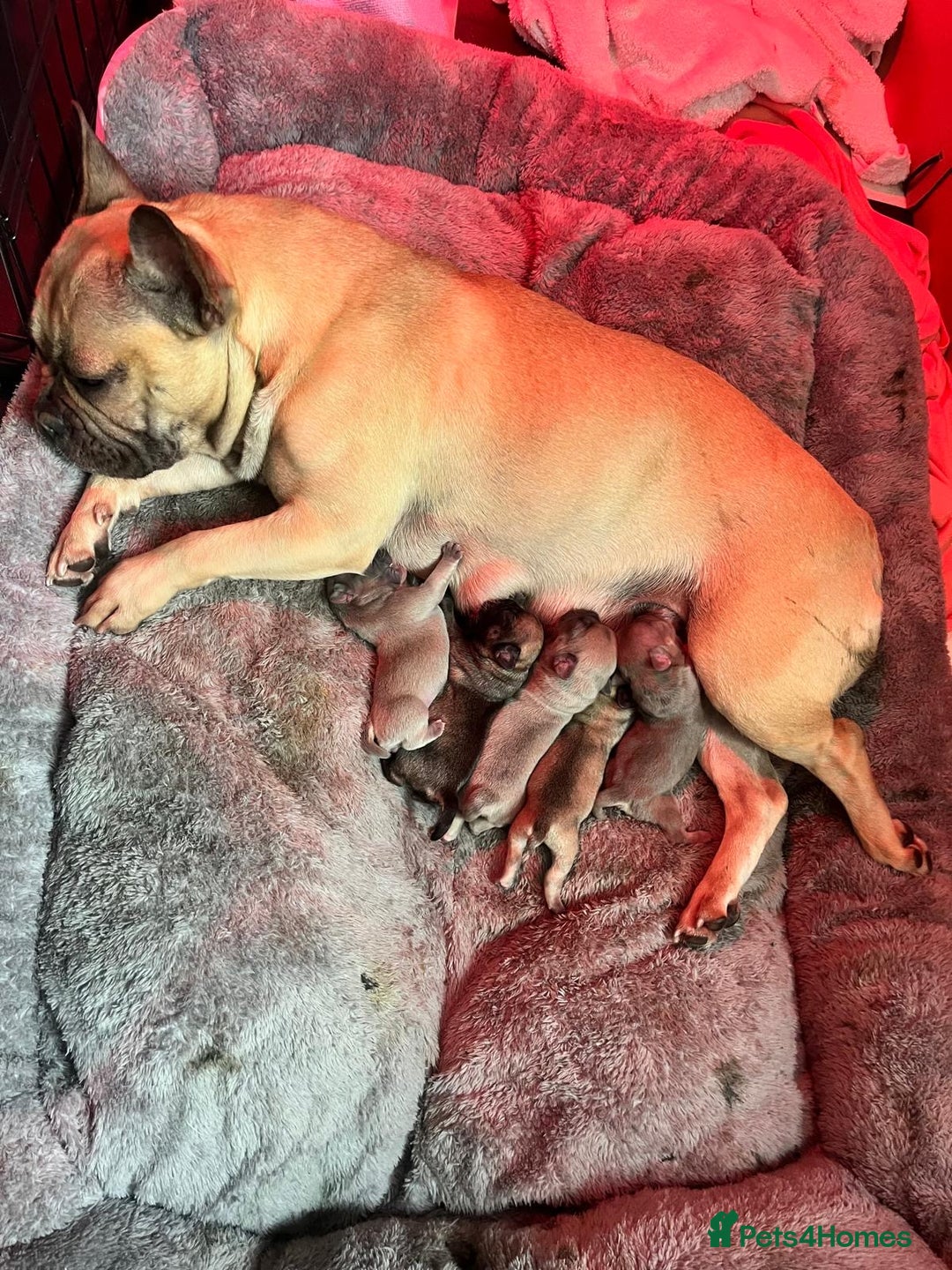 French Bulldog dogs for sale: 4 Gorgeous Frenchbulldogs ready now!  - Image 11