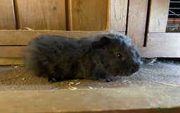 Guinea Pig rodents for sale: Pure breed baby guineapig boys - Image 2