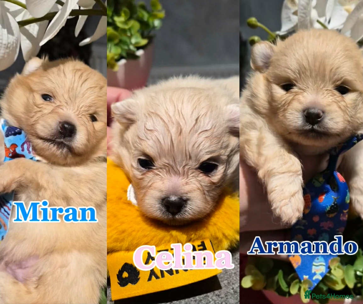 Pomeranian dogs 💝High Quality Korea/ Russia Babies💝 - Advert 1