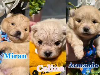 Pomeranian dogs 💝High Quality Korea/ Russia Babies💝 - Advert 1