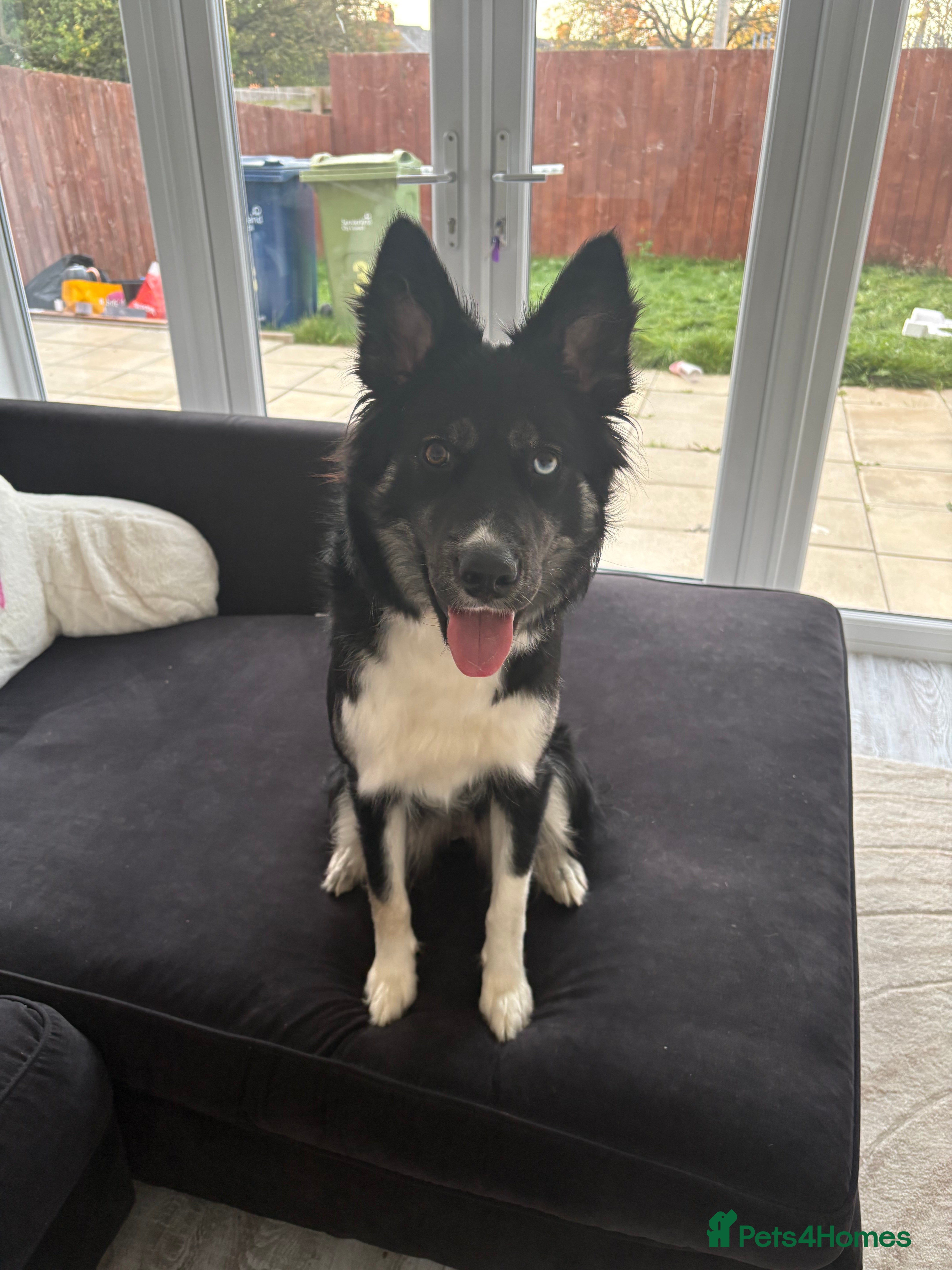 Mixed Breed dogs Gorgeous Husky x Border Collie Mix - Advert 1