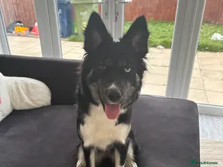 Mixed Breed dogs Gorgeous Husky x Border Collie Mix - Advert 1